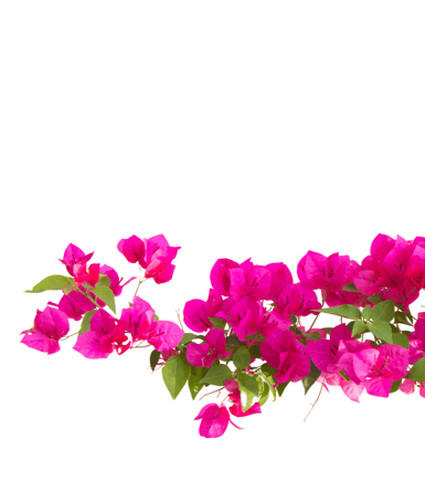 decoration