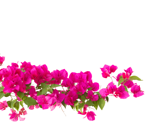 decoration