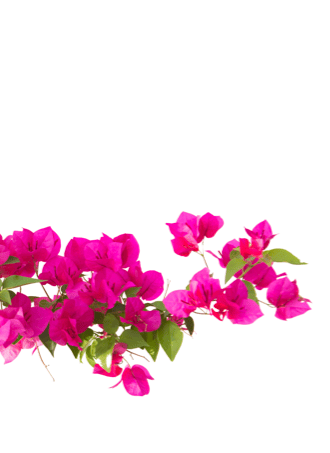 decoration