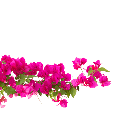 decoration
